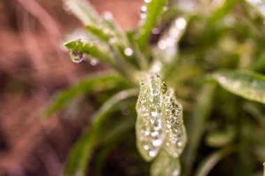 Su üzerinden bir biberiye yaprakları üzerinde Çiy damlaları.