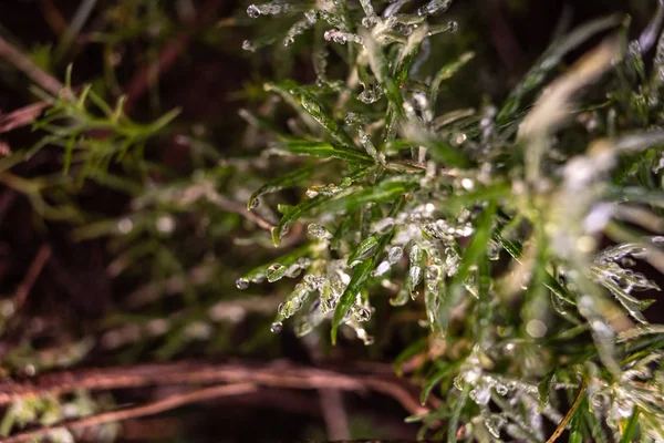 Rozmaryn Makro Rosmarinus Officinalis Pokryte Krople Rosy — Zdjęcie stockowe