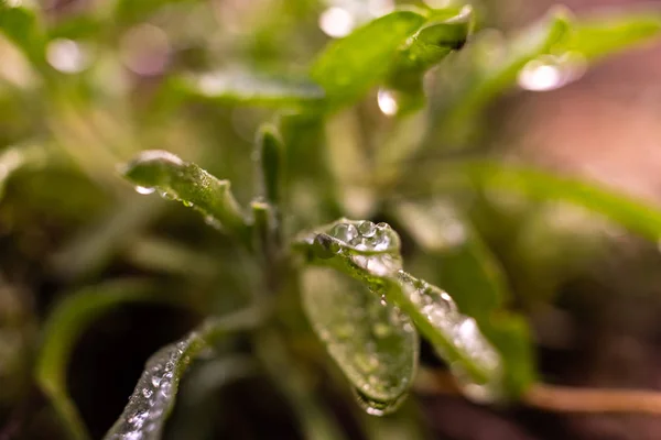 Макро Некоторых Листьев Розмарина Rosmarinus Officinalis Покрытый Капельками Дождевой Воды — стоковое фото