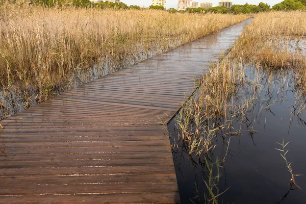 Paisagem Cheia Juncos Lago Mediterrâneo — Fotografia de Stock