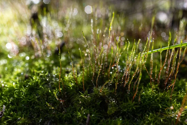 Yağmur suyu çevre bakım gelen görüntü liken ve yeşil yosun kaplı ile sağlıklı bir ormanın damla.