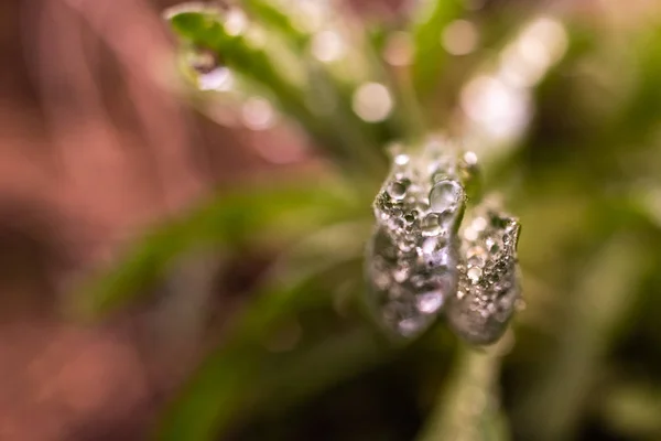 ローズマリーの葉の露の滴 — ストック写真