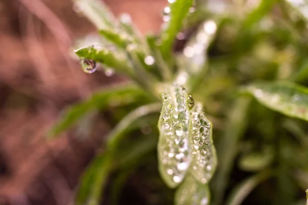 Druppels Water Uit Dauw Bladeren Een Rozemarijn — Stockfoto