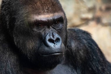 Anlamlı gözleri ile güçlü bir goril portresi.