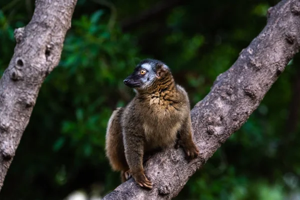 Lemur Mongoose Eulemur Mongoz Lemuridae Descansando Ramo Uma Selva — Fotografia de Stock