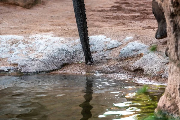 African Elephant Sipping Water Its Trunk — Stock Photo, Image