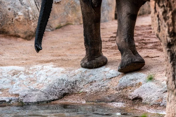 Τεράστια Πόδια Του Ελέφαντας Αφρικανική Σαβάνα Africana Loxodonta — Φωτογραφία Αρχείου