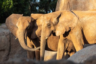 Afrika savana filler, çifti Loxodonta africana dolaşıyoruz,