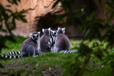 Madagasac ağaçların arasında görülen grup ring-tailed lemur dinlenme