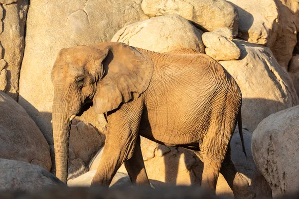 African Savanna Elephant Tusks Loxodonta Africana Looking — Stock Photo, Image