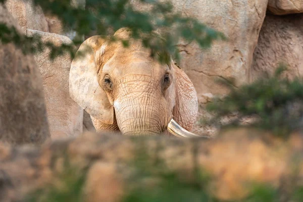 African Savanna Elephant Tusks Loxodonta Africana Looking — Stock Photo, Image