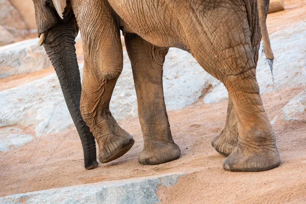 Huge feet of African savanna elephant, Loxodonta africana.