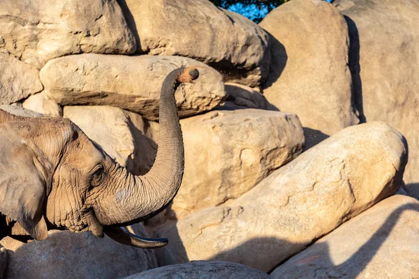 African Savannah Elephant Female Playing Her Trunk Loxodon — Stock Photo, Image