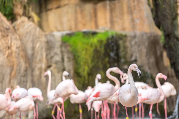 Group of pink flamingos, Phoenicopterus roseus, walking.