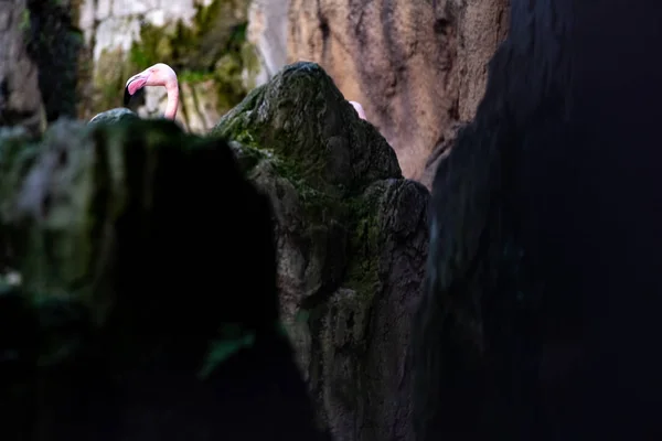 Розовая Голова Фламинго Феникоптер Росей Наблюдающий Роком — стоковое фото
