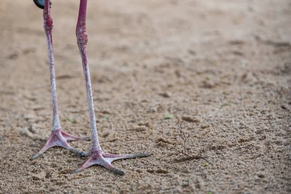 Benen Van Steltlopers Mycteria Ibis Lopen Het Zand Van Een — Stockfoto