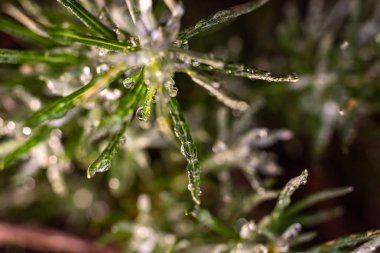 Drops of water from the dew on the leaves of a rosemary. clipart