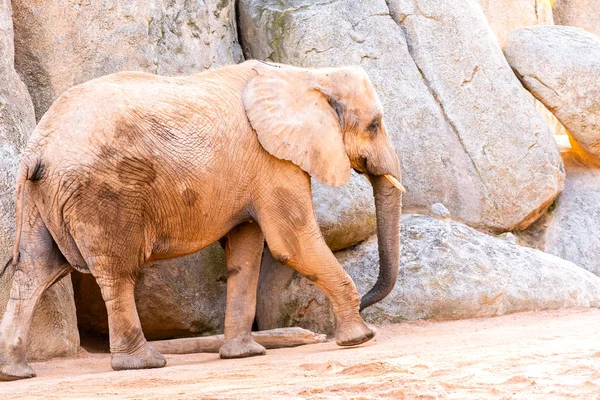 African Savanna Elephant Tusks Loxodonta Africana Looking — Stock Photo, Image