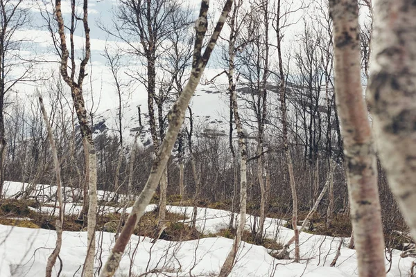 Депрессивный Одинокий Холодный Зимний Пейзаж — стоковое фото