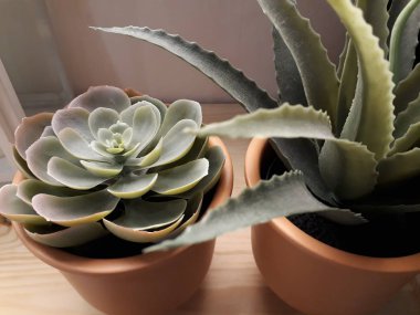 Aloe vera içeren bir pencere yanında küçük kaplar.