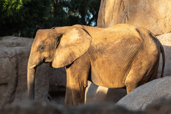 African Savannah Elephant Look Loxodonta Africana You Walk — Stock Photo, Image