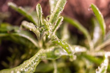 Biberiye makro, Rosmarinus officinalis, kaplı çiğ tanesini bırakır