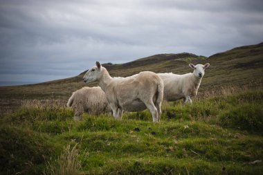 İskoçya'da vahşi bir çayırda otlatma koyun.