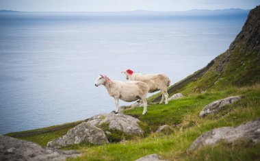 İskoçya'da vahşi bir çayırda otlatma koyun.