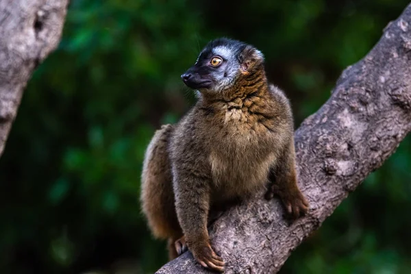 Lemur Mongoose Eulemur Mongoz Lemuridae Rusten Een Tak Een Jungle — Stockfoto