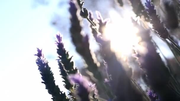 Fiori Lavanda Che Muovono Nel Vento Contro Luce — Video Stock