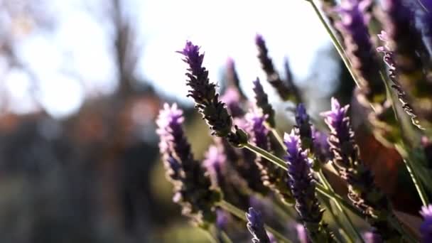 Квіти Лаванди Рухаються Вітрі Проти Світла — стокове відео