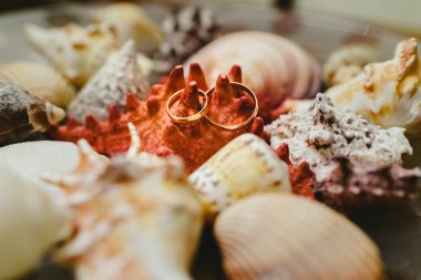 Alyans kabukları, Deniz tema olarak çerçeveli çevrili.