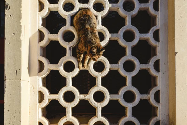 Geometrik şekillerle bir duvara delik üzerinden izlerken kahverengi kedi.