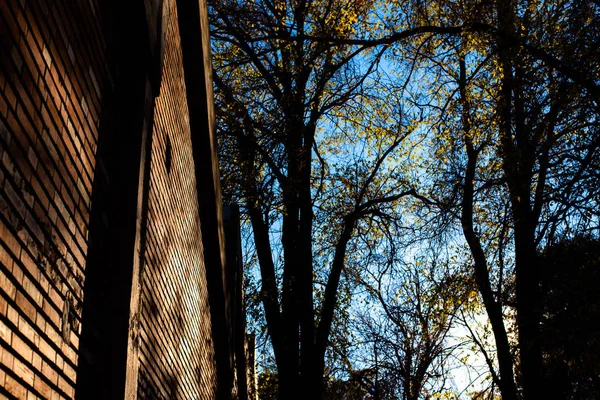 Σιλουέτα Του Δέντρα Δίπλα Φόντο Καφετί Τούβλο Τοίχο — Φωτογραφία Αρχείου