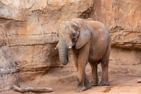 African Savannah Elephant Look Loxodonta Africana You Walk — Stock Photo, Image