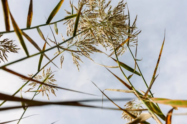 Стебли Семена Тростника Воды Видны Влажной Почвы Фоне Голубого Неба — стоковое фото