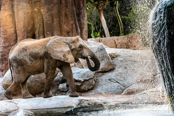 African Elephant Drinking Water River — Stock Photo, Image