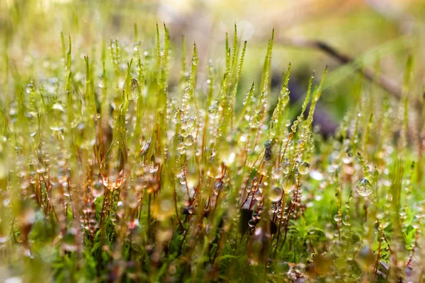 Bilden Frisk Skog Med Lavar Och Gröna Mossor Täckt Droppar — Stockfoto