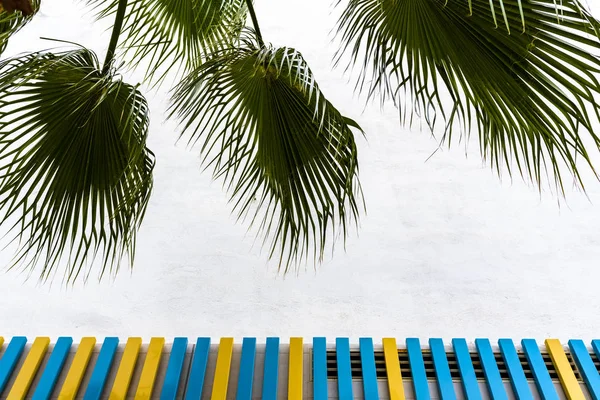 Background of a wall with colorful painted boards and framed by palm leaves.