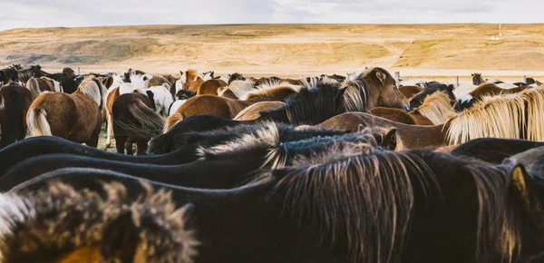 Bir Grupta Toplanan Değerli Zlandalı Atlar Sürüsü — Stok fotoğraf