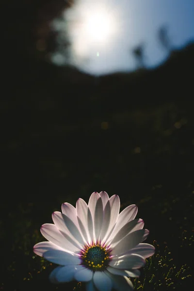 Bonita Delicada Flor Rosa Sobre Fondo Oscuro Iluminada Por Detrás — Foto de Stock