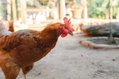 Onların henhouse bir çiftlikte eskrim gıda gagalamayı tavuklar.