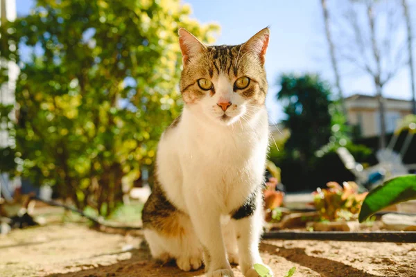 Retrato Gato Común Blanco Marrón Bien Alimentado — Foto de Stock