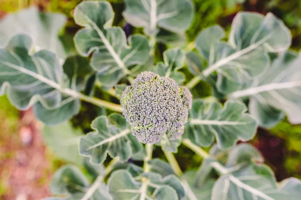 Planta Brócoli Brassica Oleracea Con Cabeza Comestible Lista Para Recolectar — Foto de Stock
