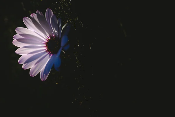 Jolie Délicate Fleur Rose Sur Fond Sombre Éclairée Par Derrière — Photo
