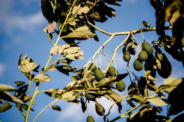 Hass avokado bir plantasyon içinde kaba deri dalları dolu.