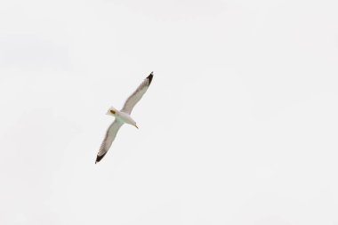 Beyaz arka plan üzerinde izole kafa yukarıda uçan martı