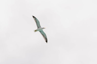 Beyaz arka plan üzerinde izole kafa yukarıda uçan martı