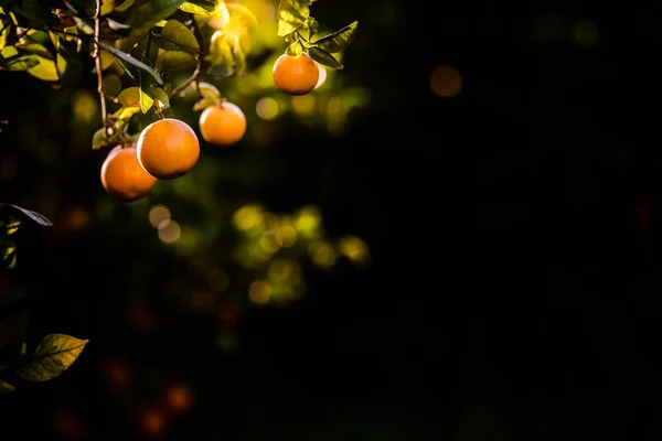 백그라운드에서 봄에서에 농장에서 오렌지 나무에서 매달아 비타민으로 오렌지 — 스톡 사진