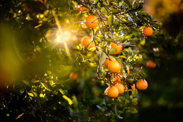 在日落时 橘子树上挂着富含维生素的成熟的橙子 春天的背景是阳光 — 图库照片